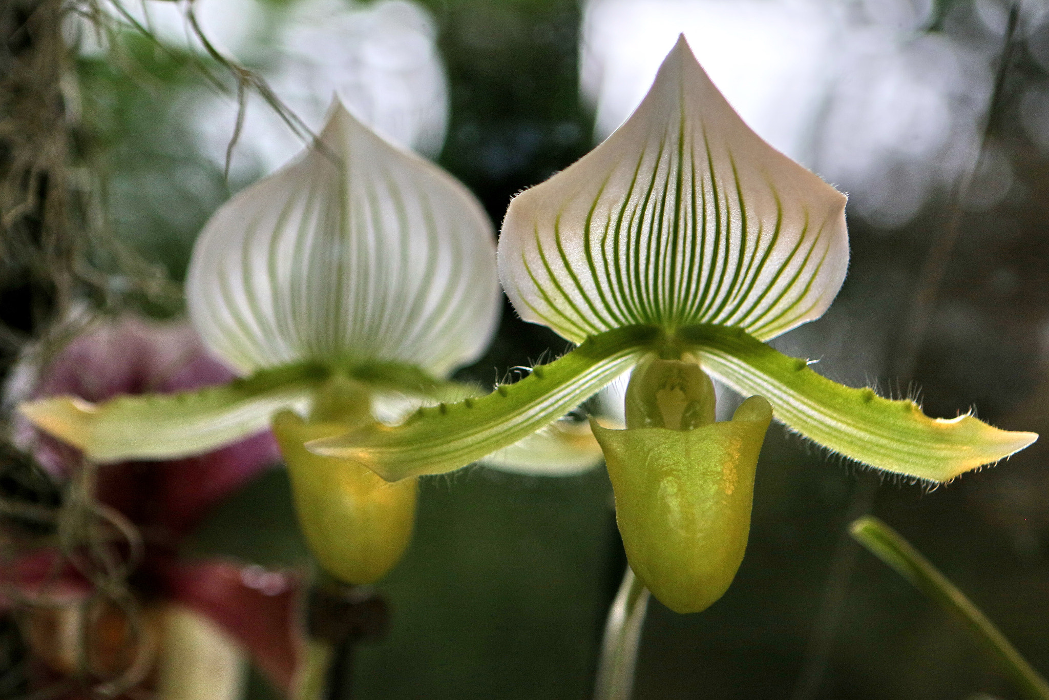 Canon EF 24-70mm F2.8L USM sample photo. Orchids photography