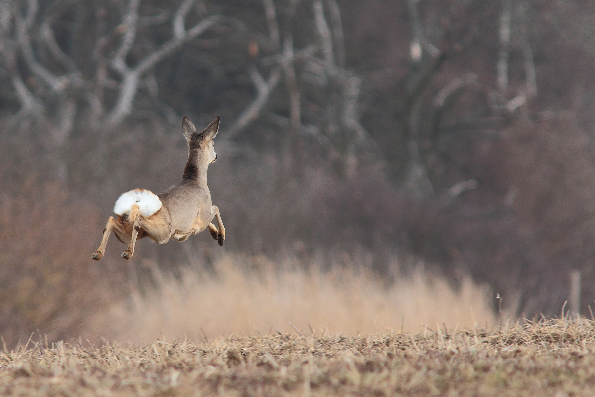 Canon EF 300mm F4L IS USM sample photo. Capreolus capreolus photography