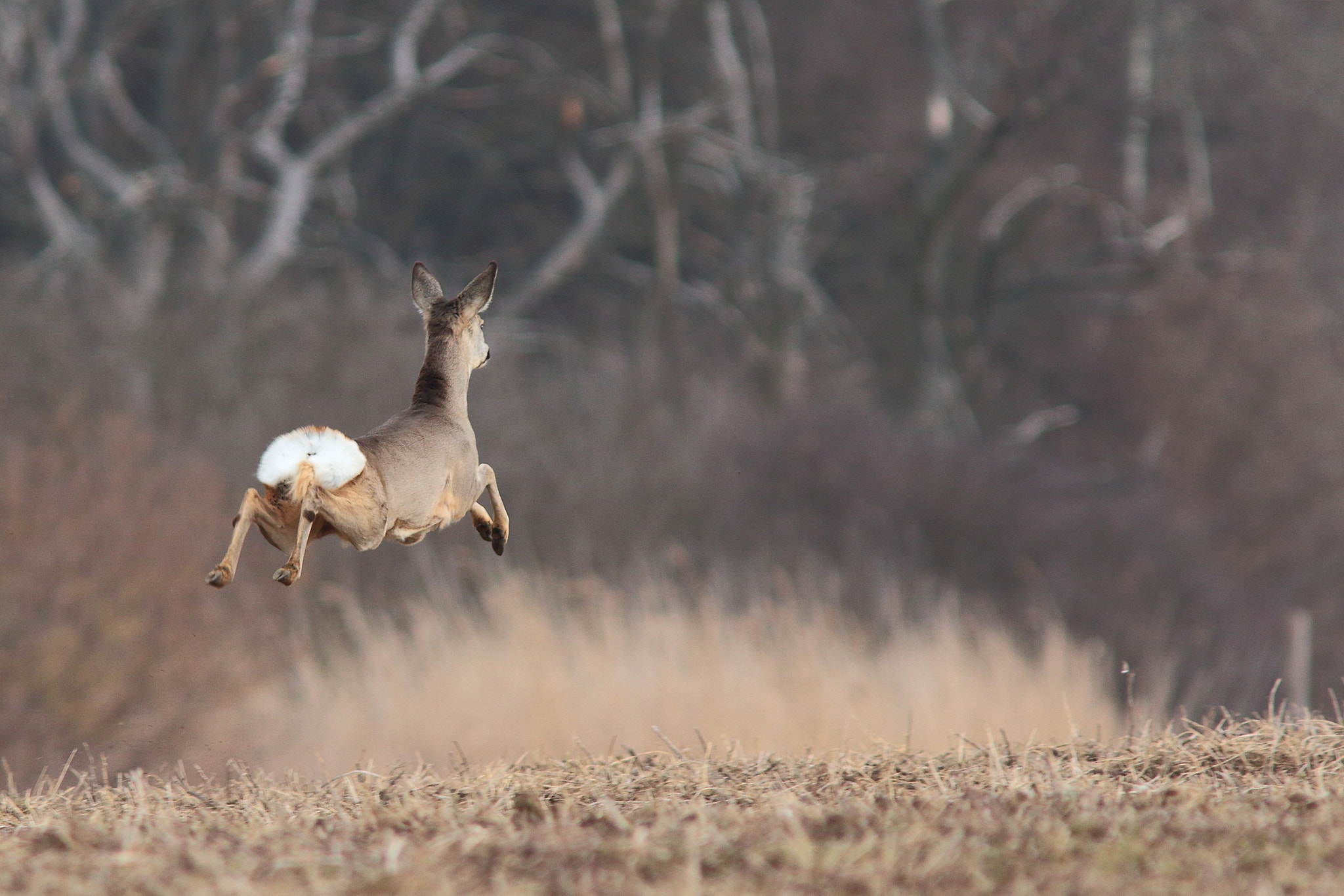 Canon EOS 7D Mark II + Canon EF 300mm F4L IS USM sample photo. Capreolus capreolus photography