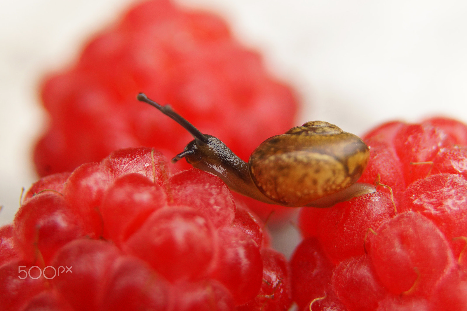 Sony SLT-A65 (SLT-A65V) sample photo. Small garden snail on red ripe berries, raspberry, closeup photography