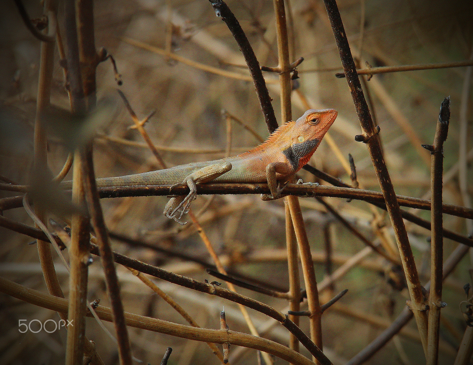 Canon EF-S 18-135mm F3.5-5.6 IS sample photo. Lizard photography