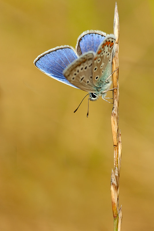 Pentax K10D sample photo. Polyommatus icarus photography