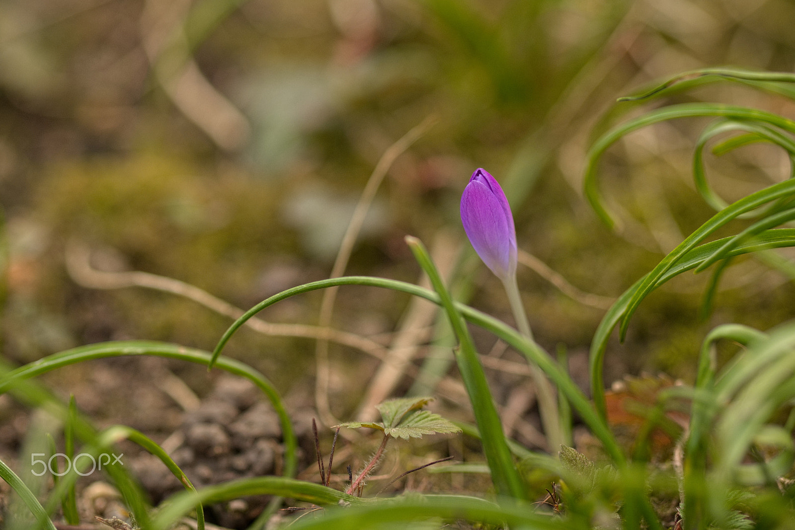 Fujifilm X-T1 sample photo. Another krokus photography