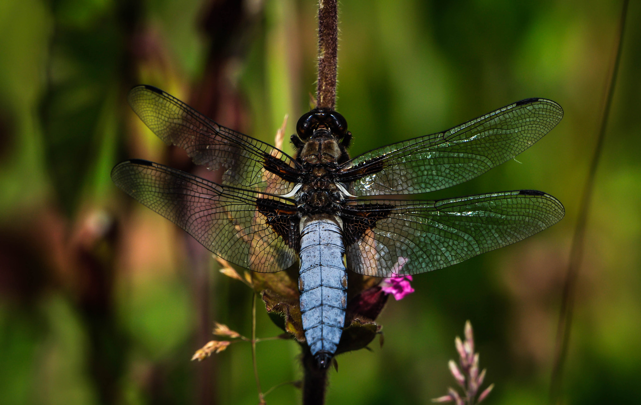 Nikon D90 + Sigma 50-500mm F4.5-6.3 DG OS HSM sample photo. Libellula depressa photography