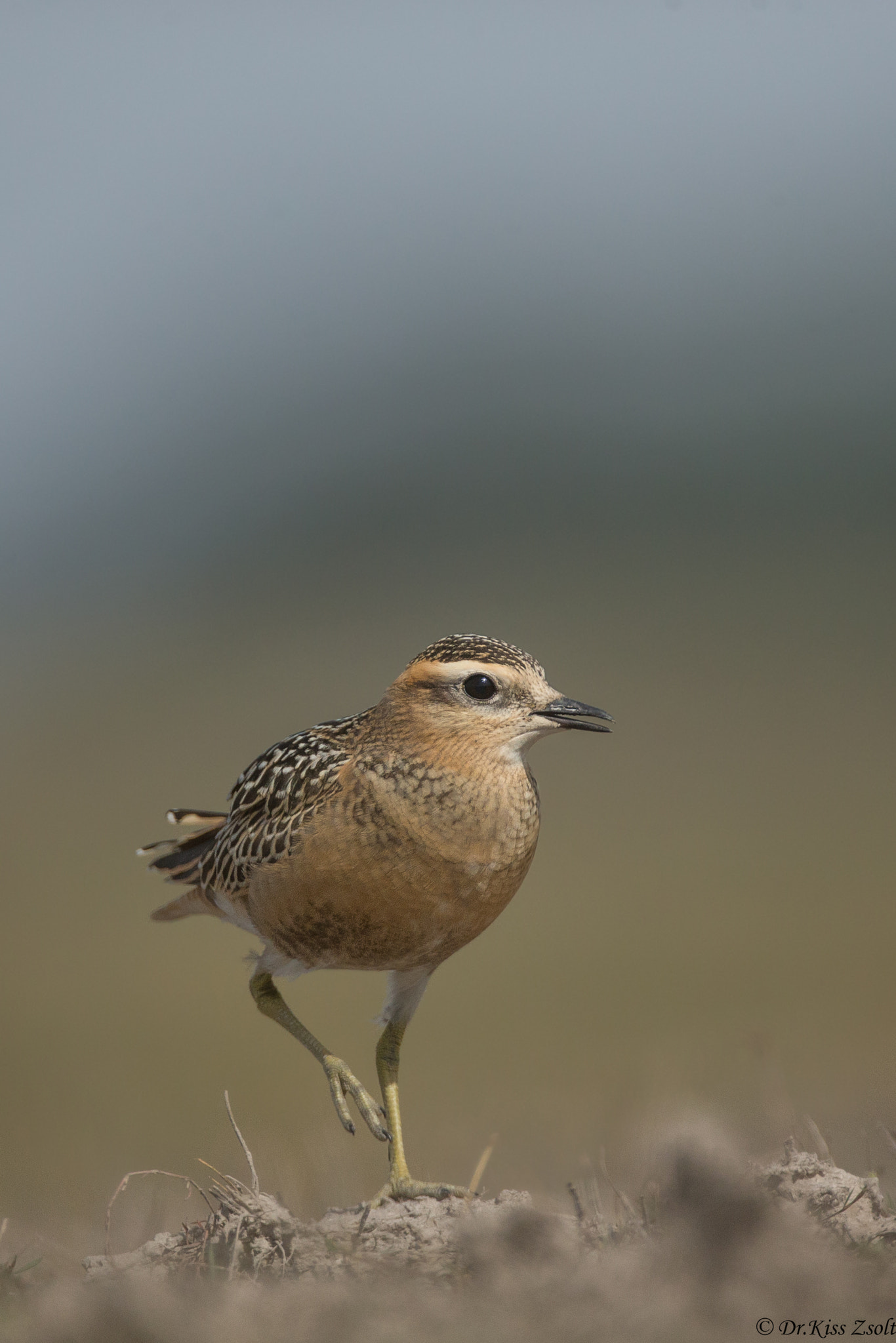 Canon EOS-1D X + Canon EF 500mm F4L IS USM sample photo. Dotterel photography
