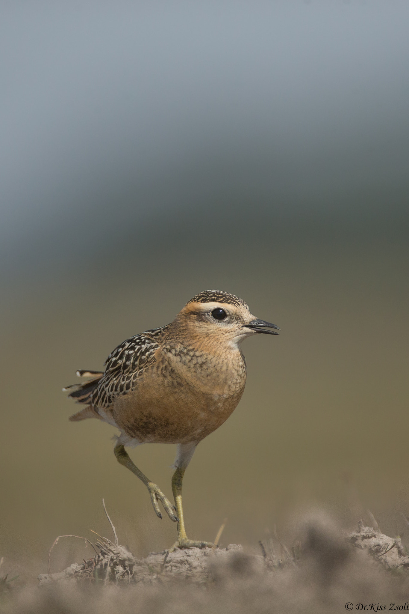Canon EF 500mm F4L IS USM sample photo. Dotterel photography