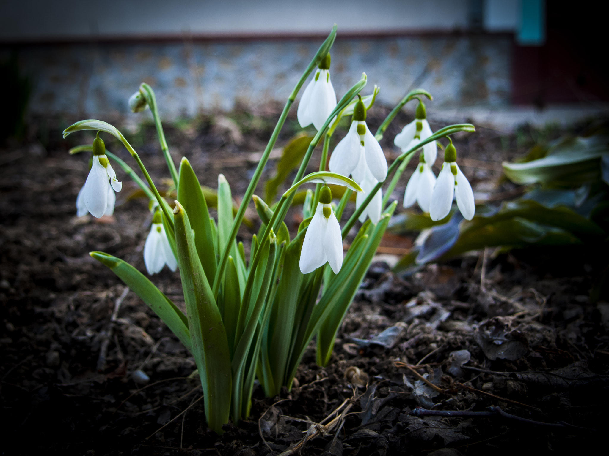 Olympus E-420 (EVOLT E-420) + Olympus Zuiko Digital 17.5-45mm F3.5-5.6 sample photo. Signs of spring ..... photography