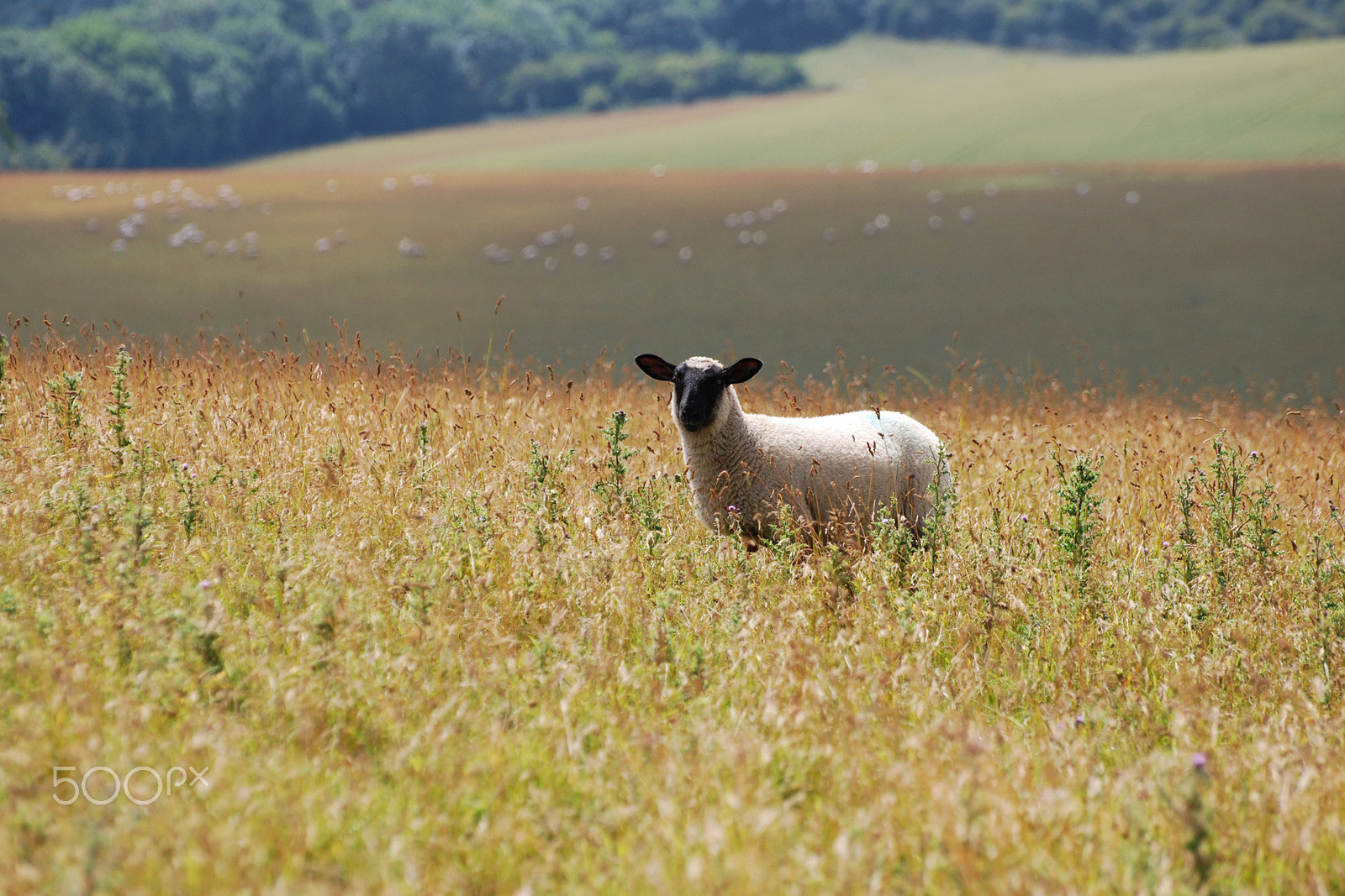 Nikon D60 sample photo. South downs photography
