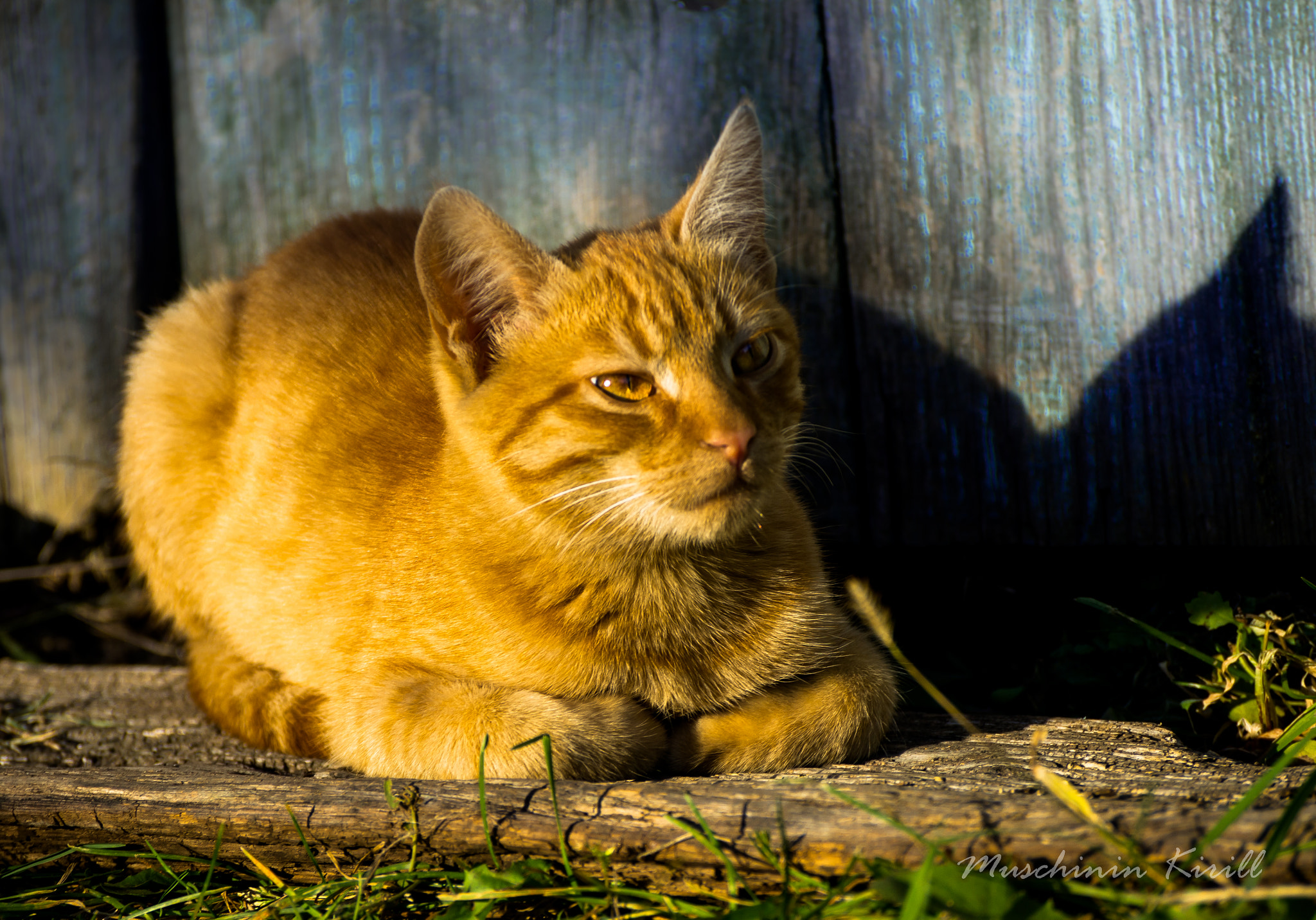 Sony SLT-A37 sample photo. Pure gold photography