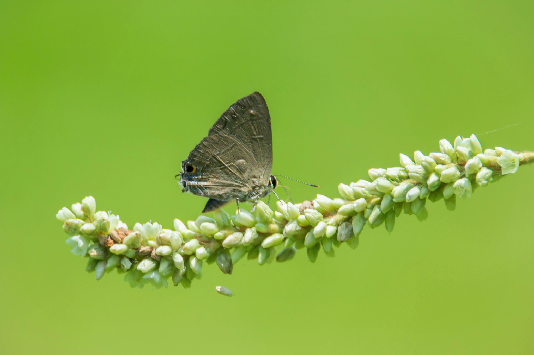 Tamron SP 150-600mm F5-6.3 Di VC USD sample photo. The nature photography