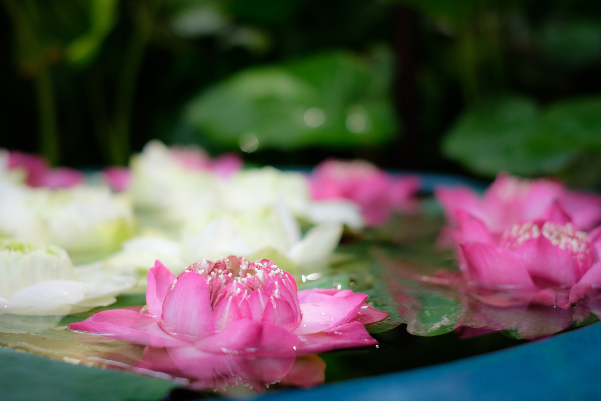 Fujifilm X-Pro2 + Fujifilm XF 35mm F1.4 R sample photo. Lotos photography