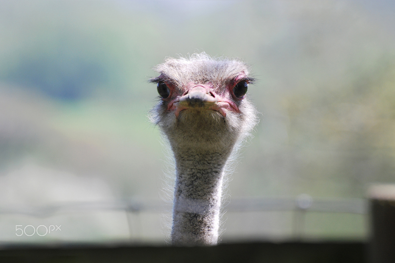 Nikon D60 sample photo. Go on, %^&$ off !! photography