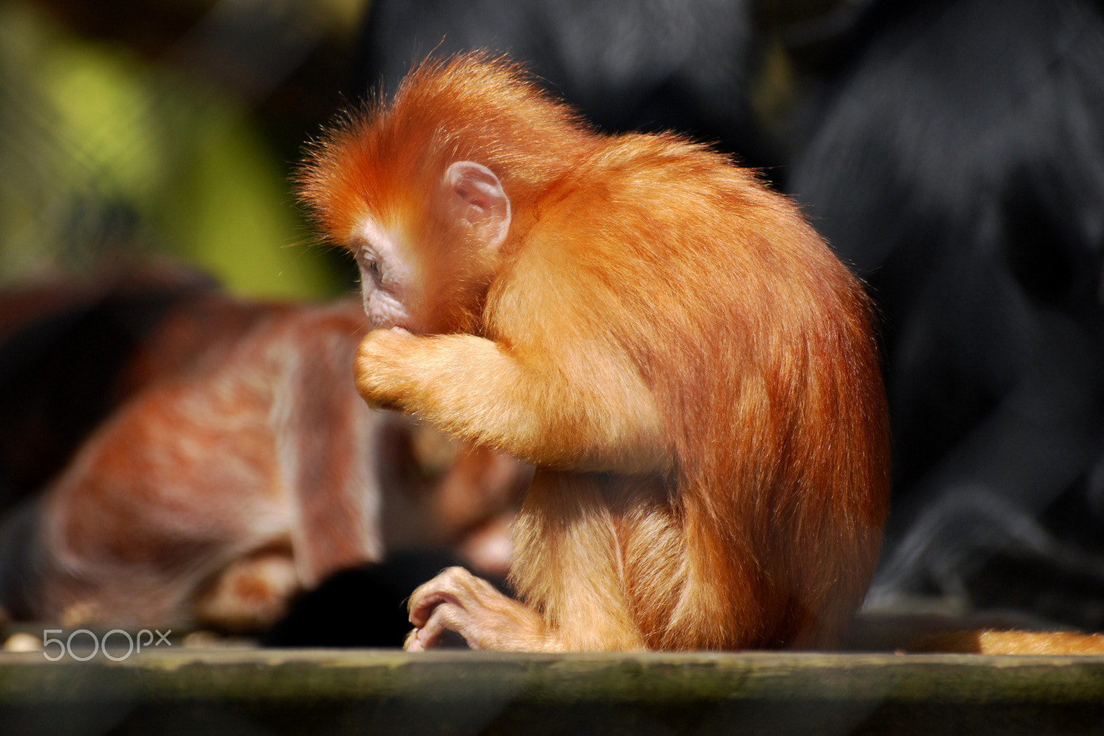 Nikon D60 sample photo. Cute redhead photography