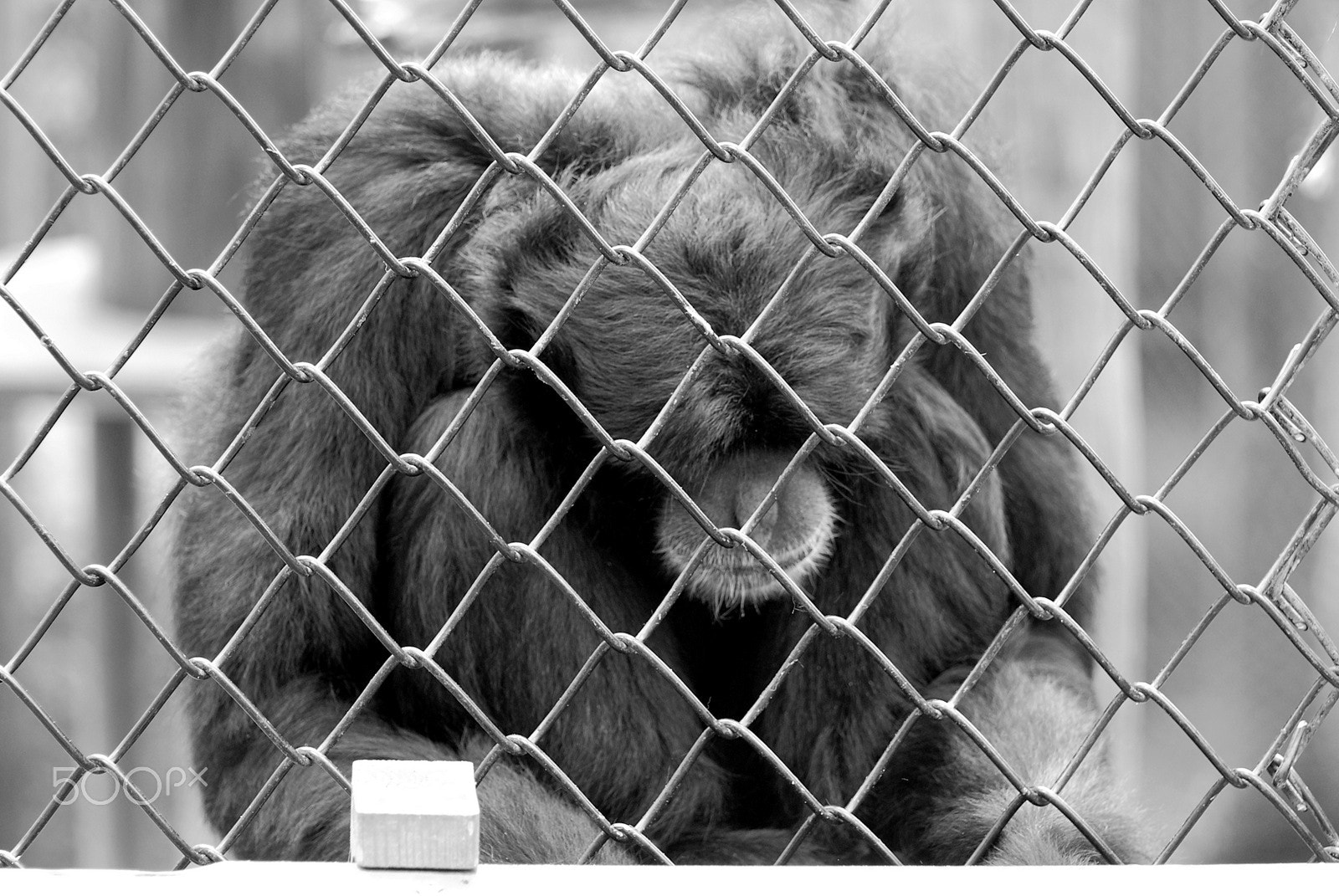 Nikon D60 sample photo. Sad photography