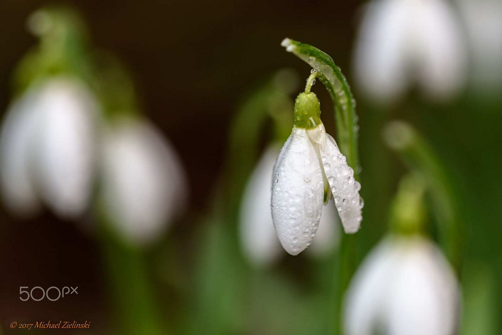 Nikon D810 + Nikon AF Micro-Nikkor 200mm F4D ED-IF sample photo. Schneeglöckchen photography