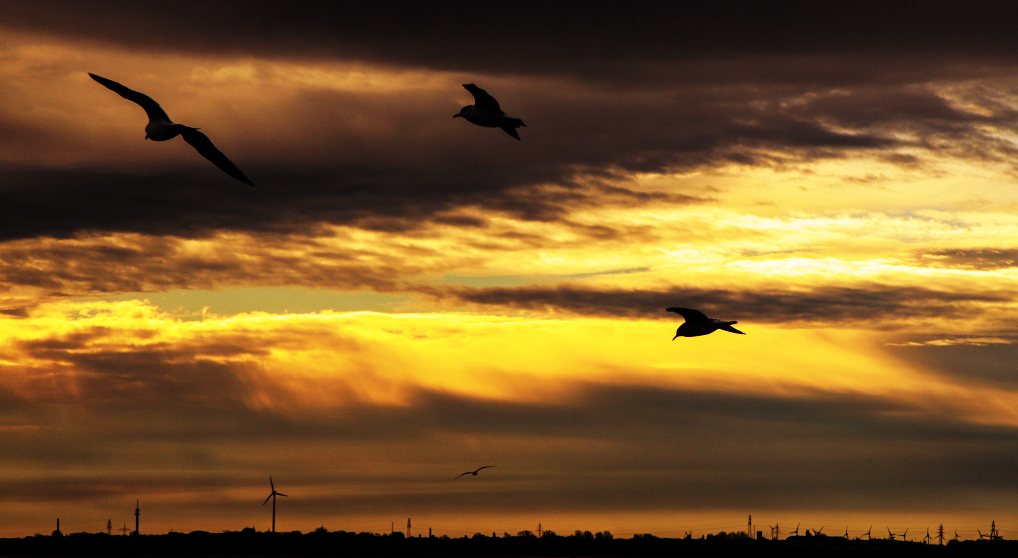 Canon EF-S 17-85mm F4-5.6 IS USM sample photo. Seagulls photography