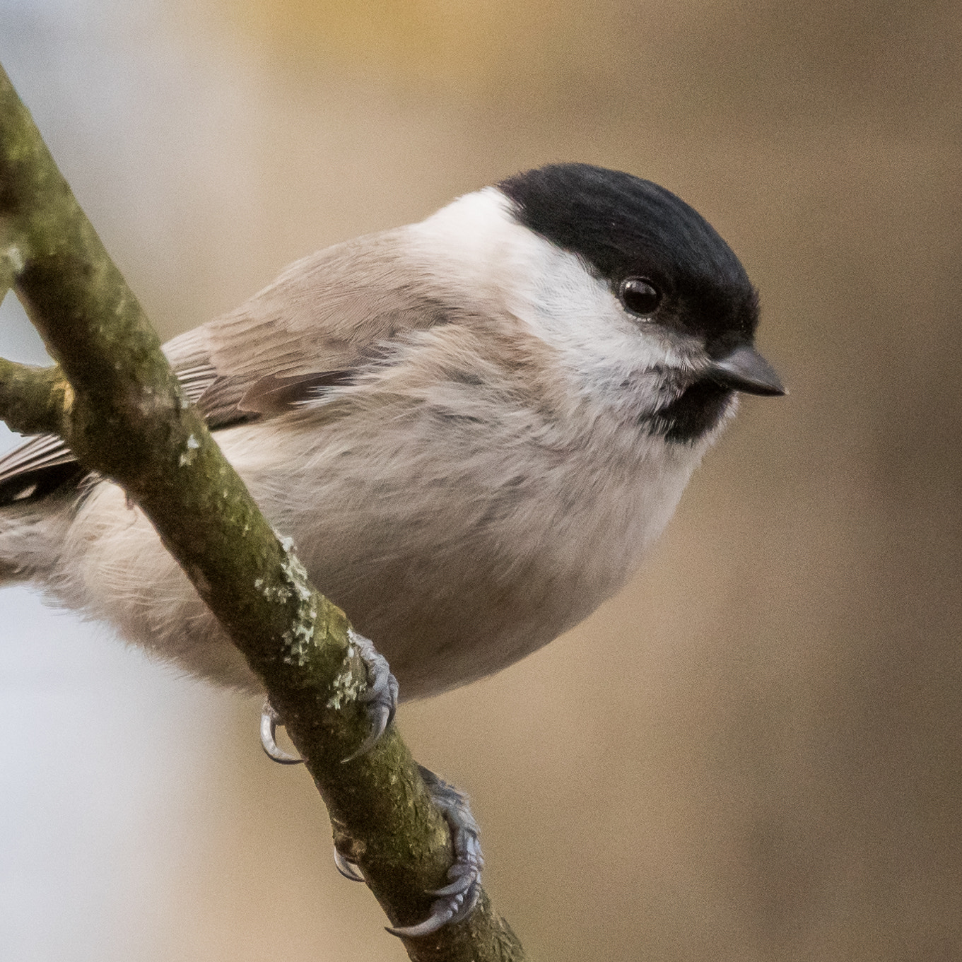 Sony ILCA-77M2 + Sony 70-400mm F4-5.6 G SSM sample photo. Looking over the forest photography
