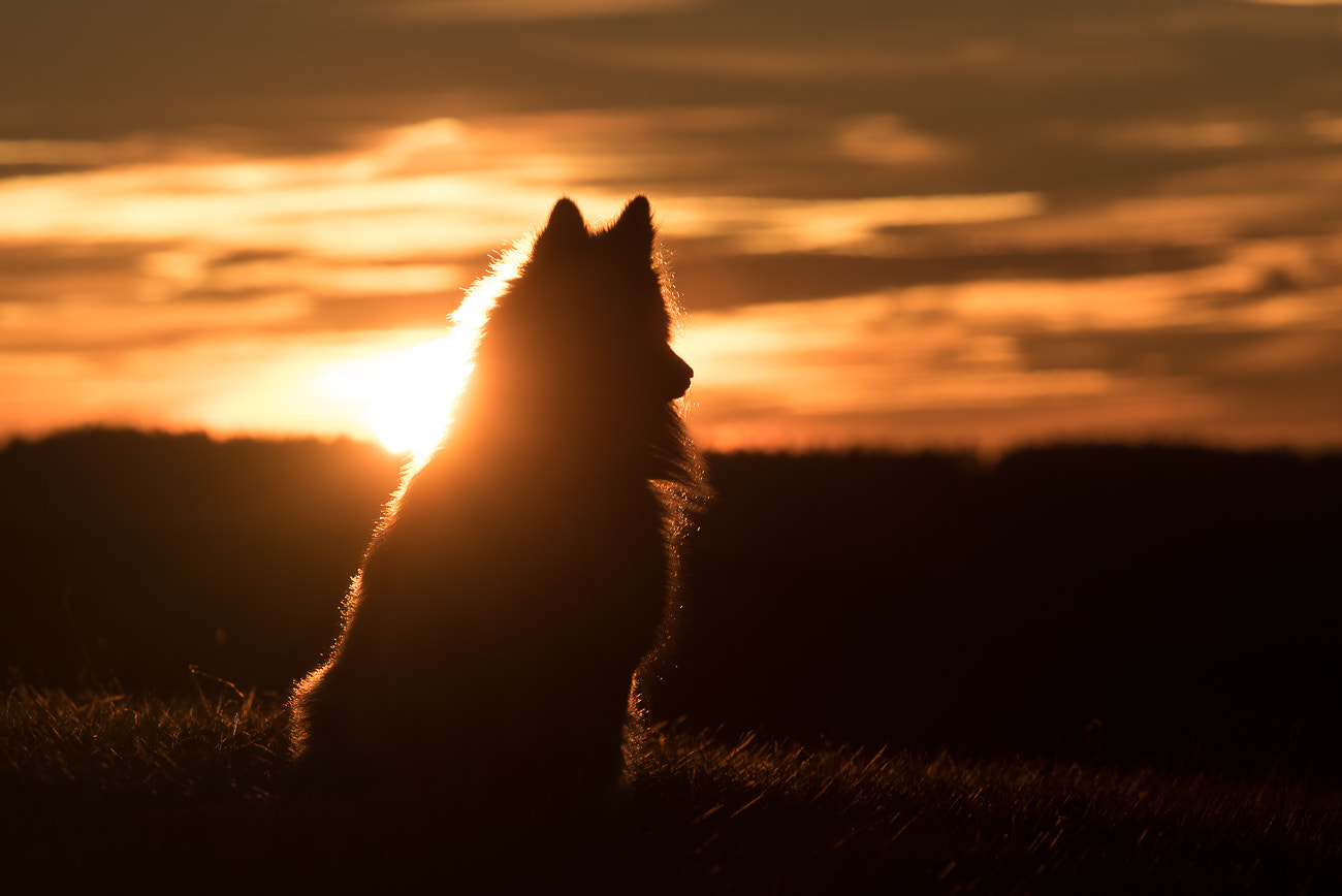 Nikon Nikkor AF-S 300mm F4E PF ED VR sample photo. Sunset photography