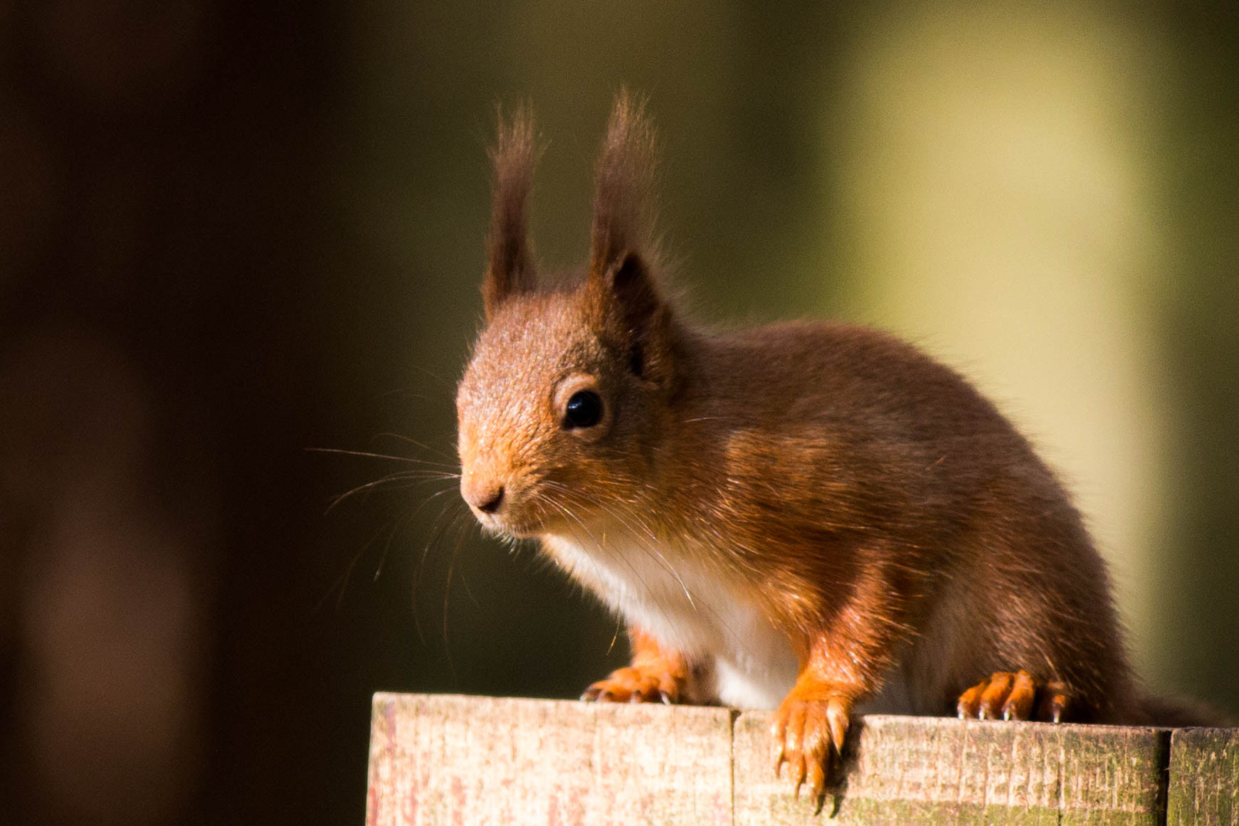 Canon EF 70-200mm F2.8L IS II USM sample photo. Defending his seeds photography
