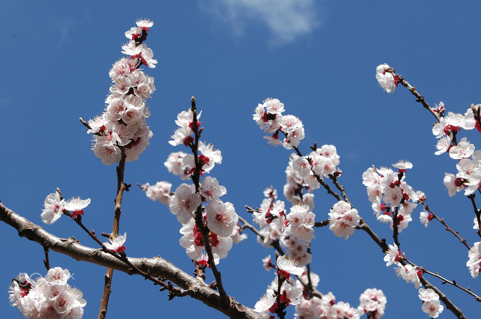 Nikon D70 sample photo. Pomegranate tree blossom photography