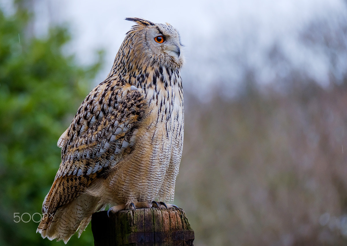 Fujifilm XF 100-400mm F4.5-5.6 R LM OIS WR sample photo. Owl photography