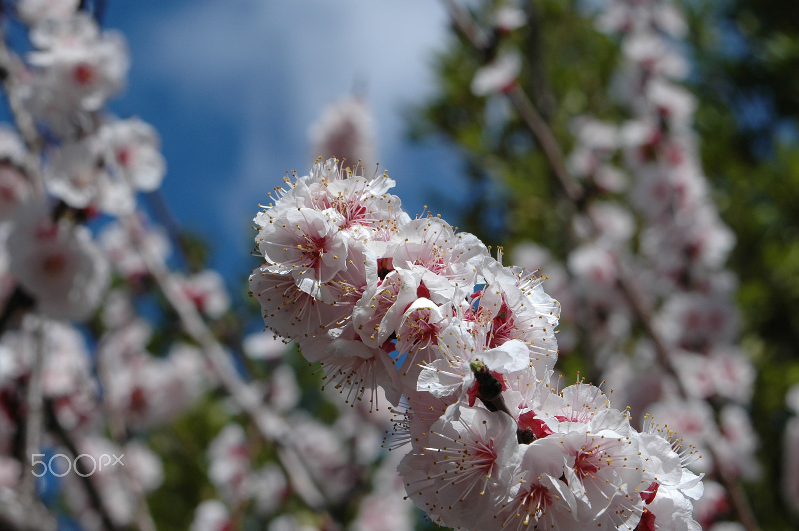 Nikon D70 sample photo. Pomegranate tree blossom photography