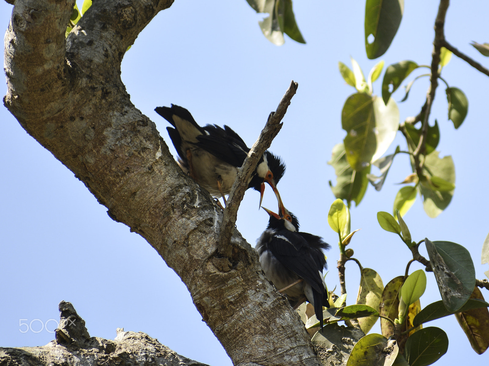 Nikon D5200 + Sigma 70-300mm F4-5.6 DG OS sample photo. Kiss of love photography