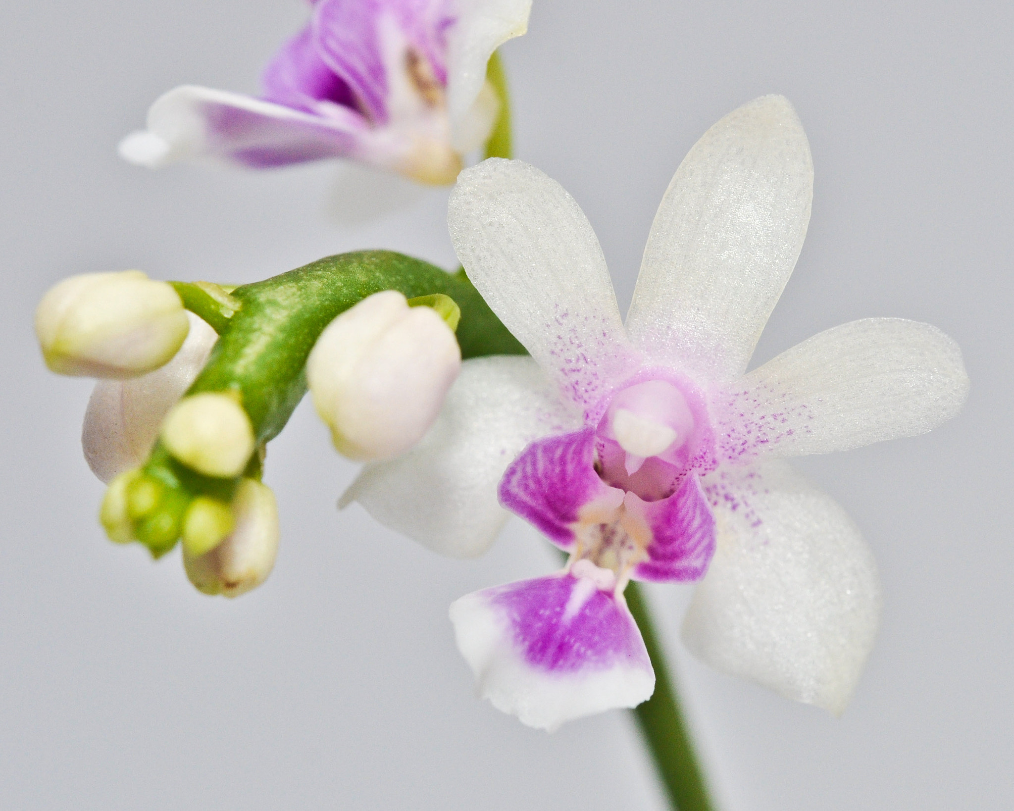 Nikon AF-S Micro-Nikkor 60mm F2.8G ED sample photo