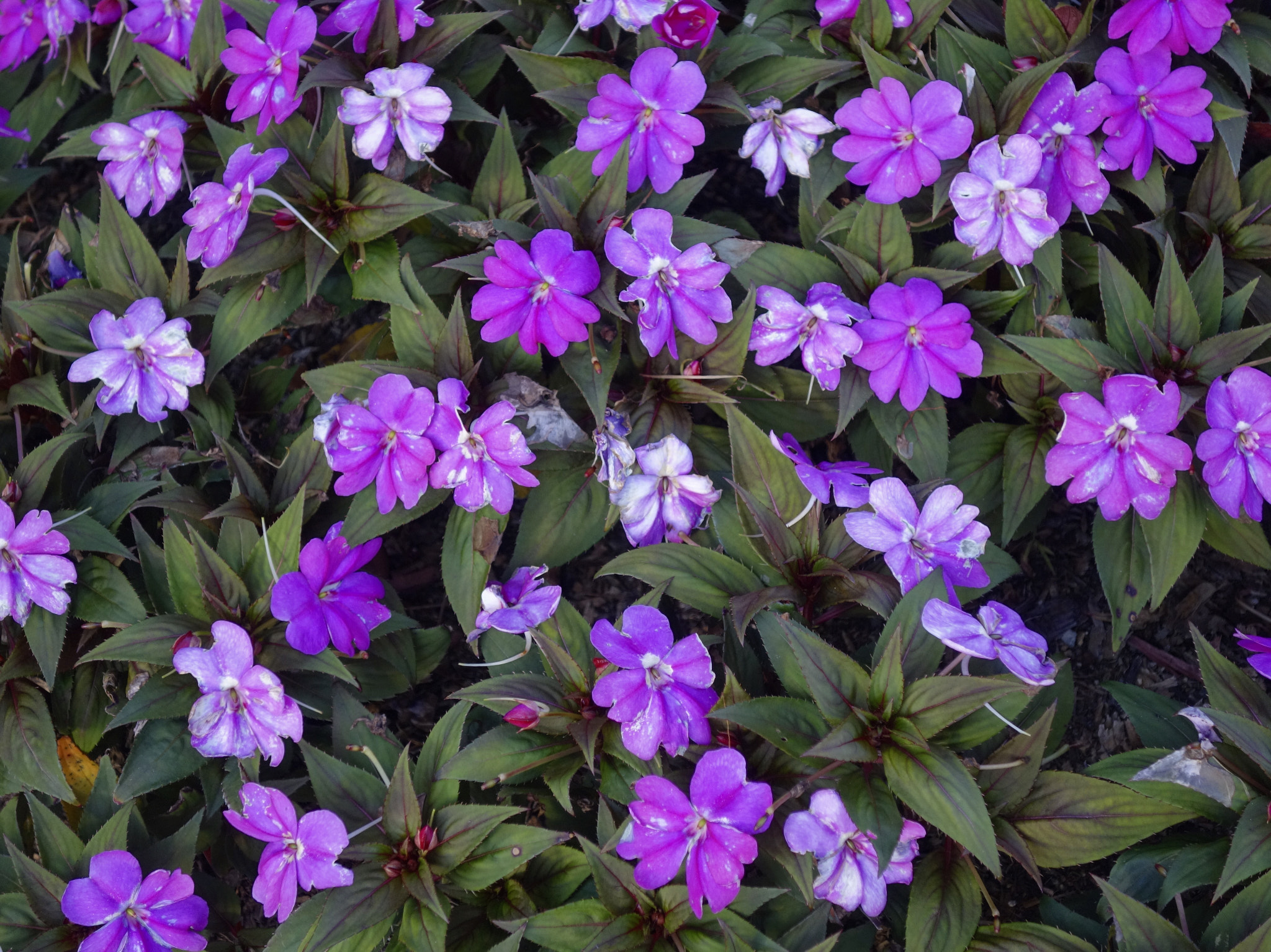 Sony 28-100mm F1.8-4.9 sample photo. Purple flowers photography