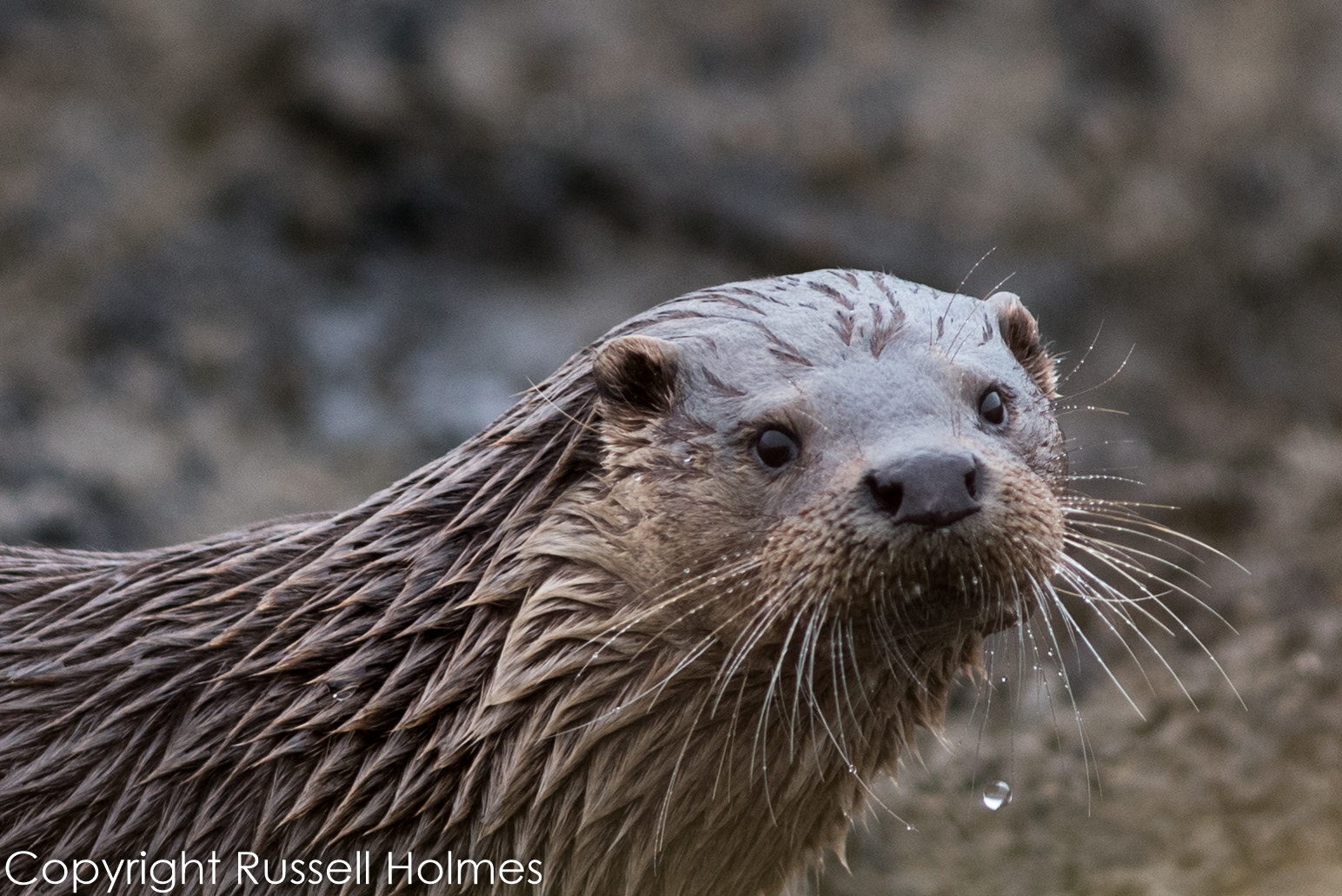 Sigma 300mm F2.8 APO EX DG HSM sample photo. Rmh photography