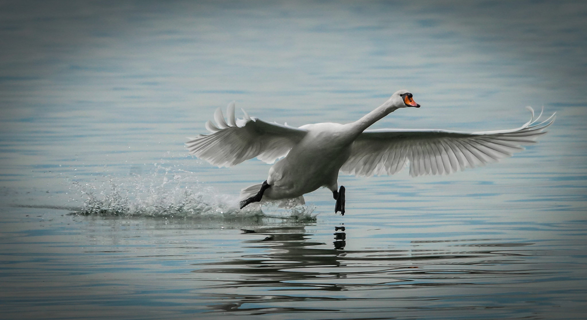 Sony a99 II + Sony 70-400mm F4-5.6 G SSM II sample photo. Roadrunner photography