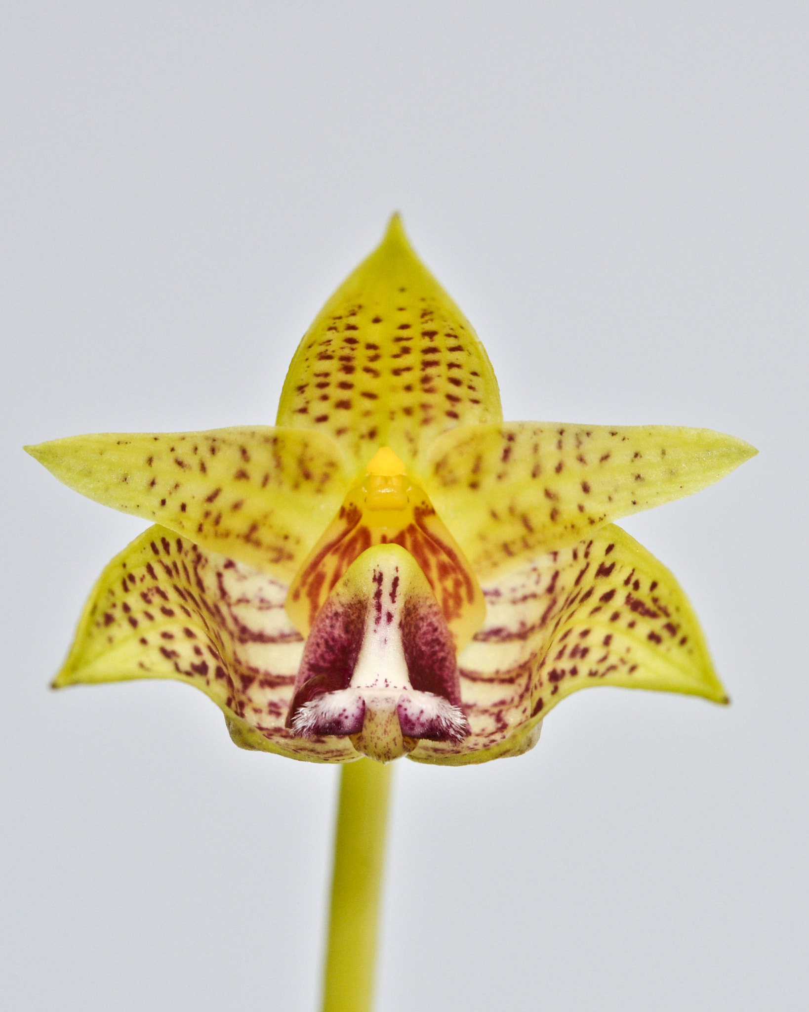 Nikon AF-S Micro-Nikkor 60mm F2.8G ED sample photo