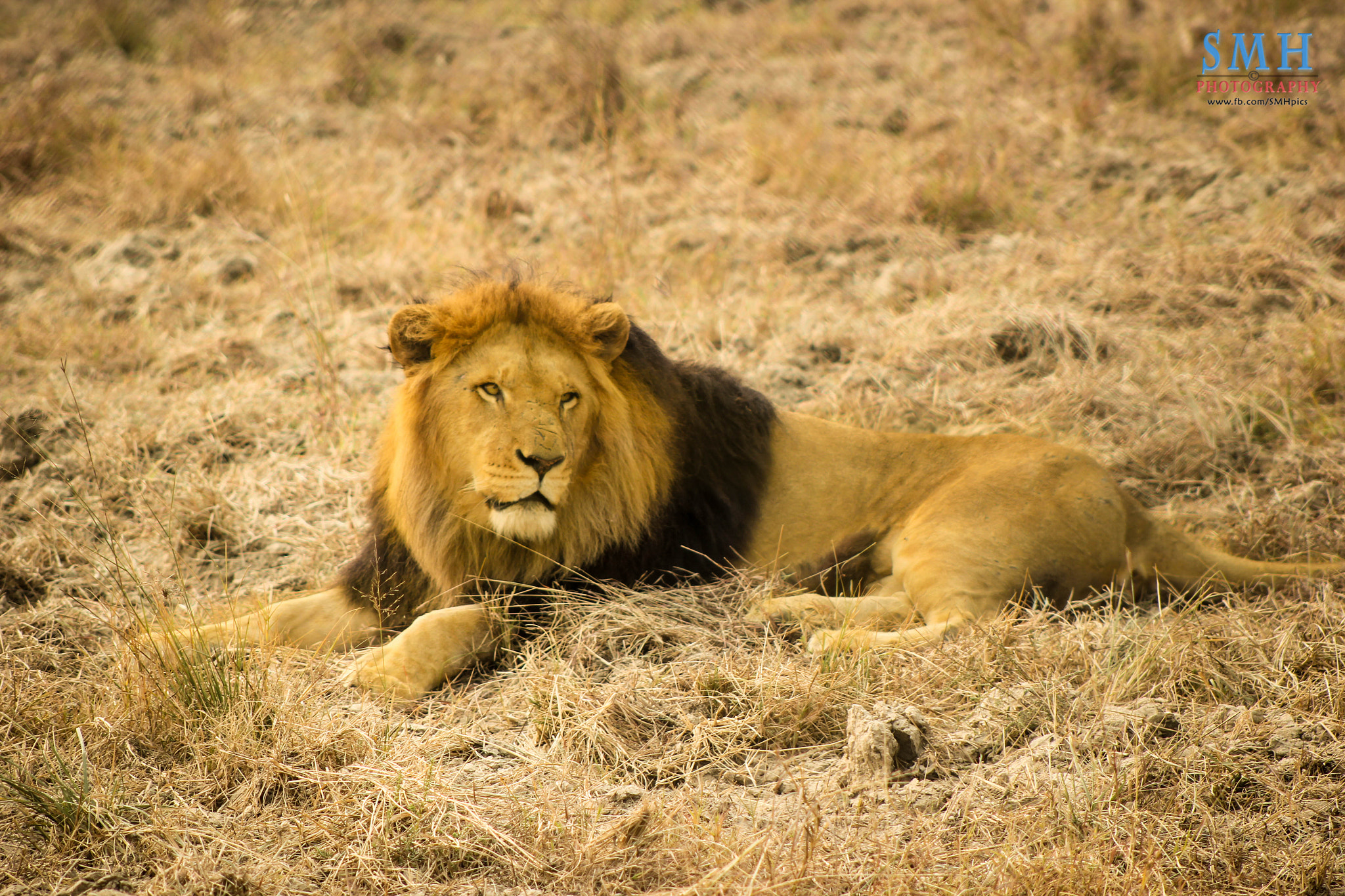 Canon EOS 550D (EOS Rebel T2i / EOS Kiss X4) + EF75-300mm f/4-5.6 sample photo. Lazy lion photography