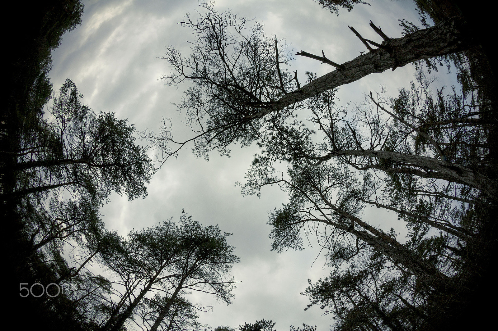 Sigma 8mm F3.5 EX DG Circular Fisheye sample photo. Looks up photography