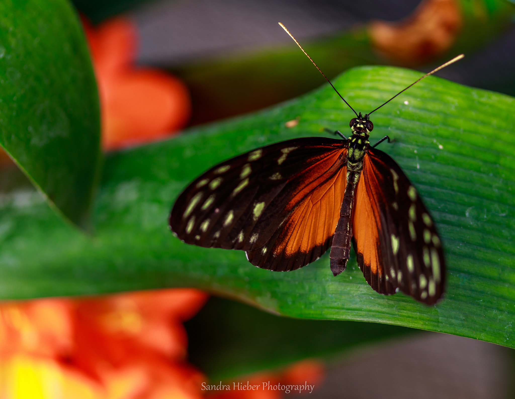 Canon EF-S 60mm F2.8 Macro USM sample photo. Maracuja-falter ( heliconius ismenius ) photography