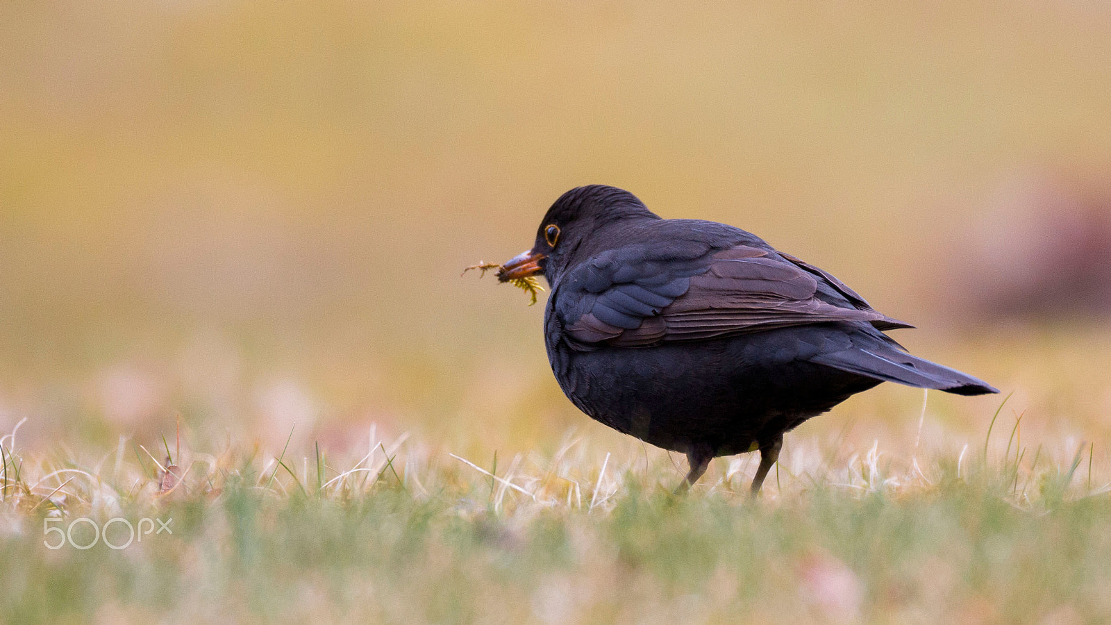 150-600mm F5-6.3 DG OS HSM | Contemporary 015 sample photo. Amsel photography