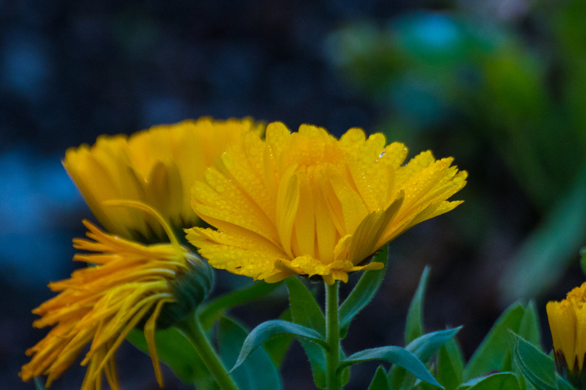 Nikon D500 sample photo. Corporate bosses design beauty photography