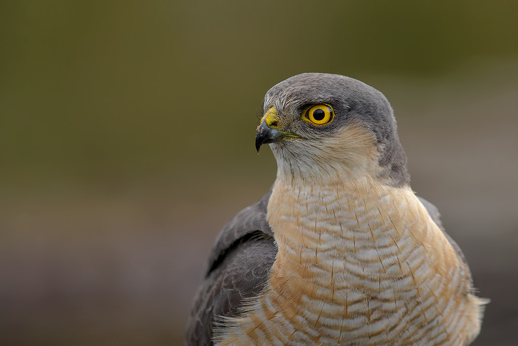 Canon EOS-1D X sample photo. Eurasian sparrowhawk, male.  photography