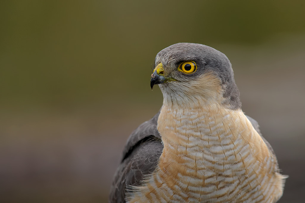 Canon EF 600mm F4L IS II USM sample photo. Eurasian sparrowhawk, male.  photography
