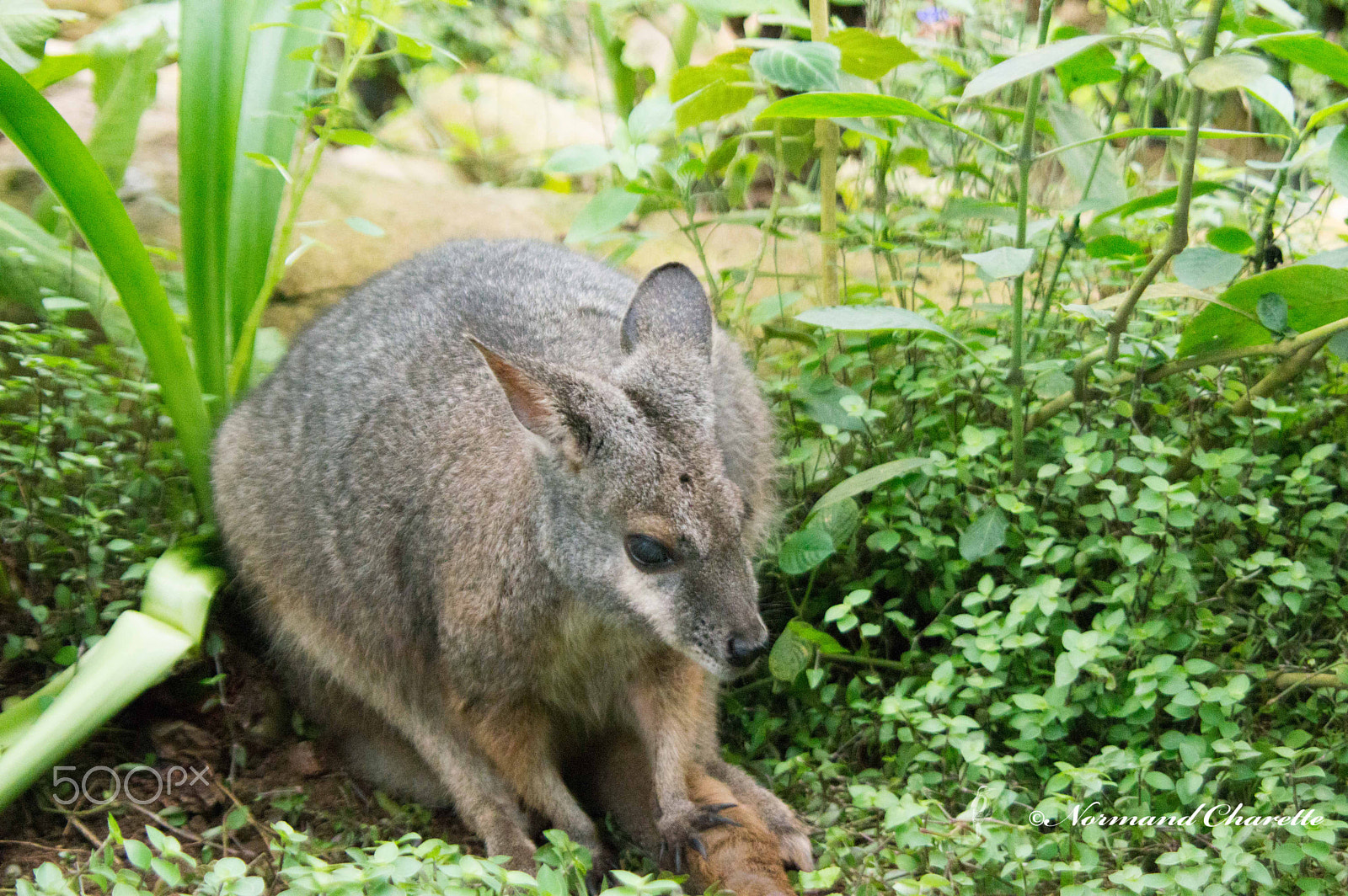 Nikon D3200 sample photo. Wallaby photography