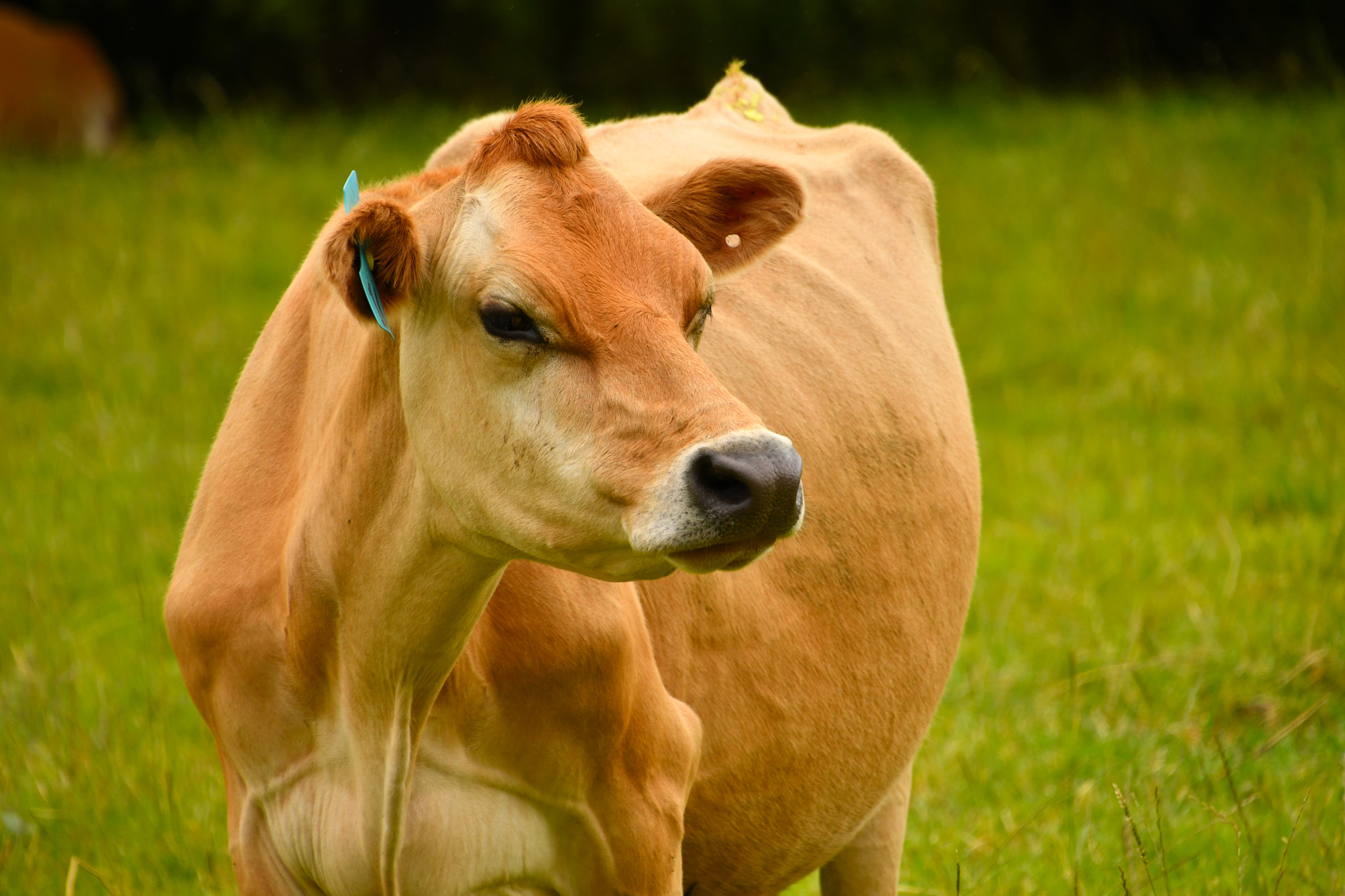 Nikon D500 sample photo. Animals from new zealand photography
