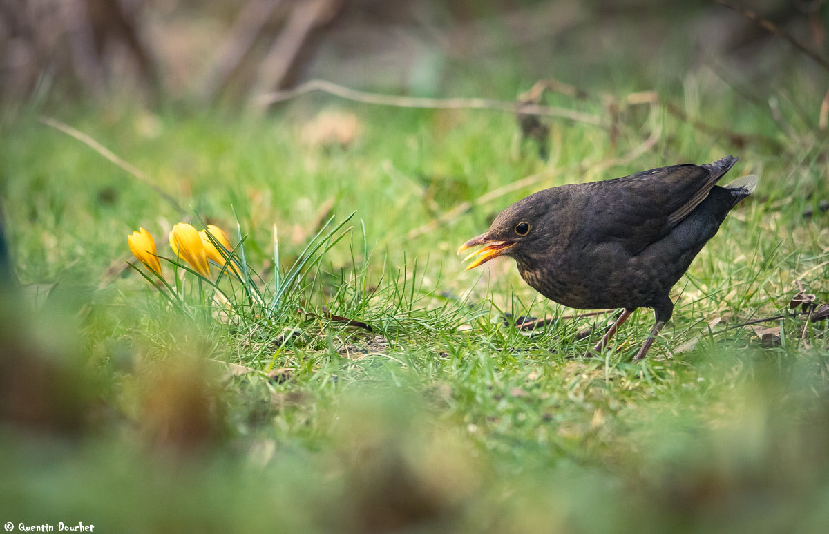 Canon EF 600mm F4L IS II USM sample photo. Merle noir photography