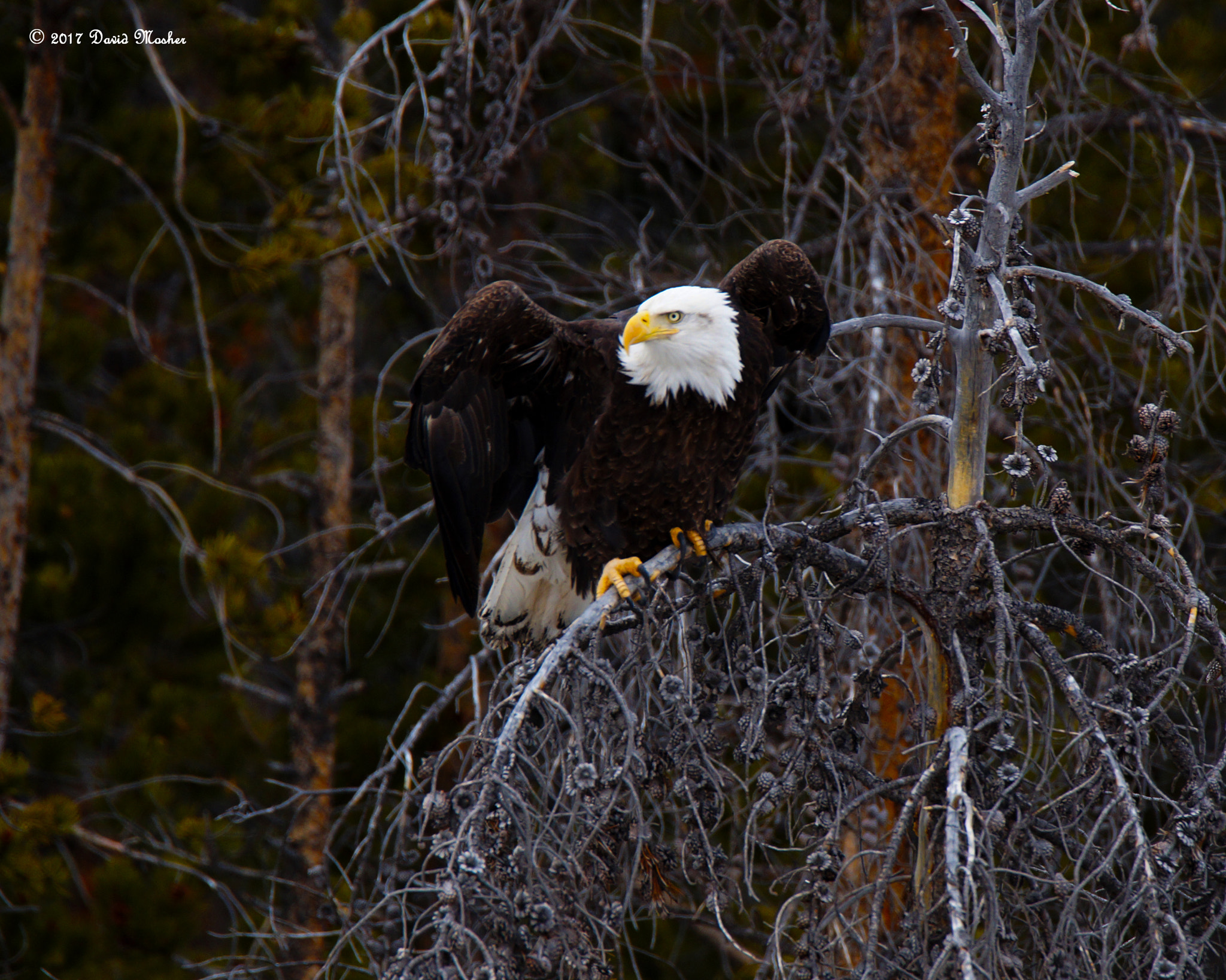 Sony SLT-A58 + Tamron SP 150-600mm F5-6.3 Di VC USD sample photo. Bald eagle photography
