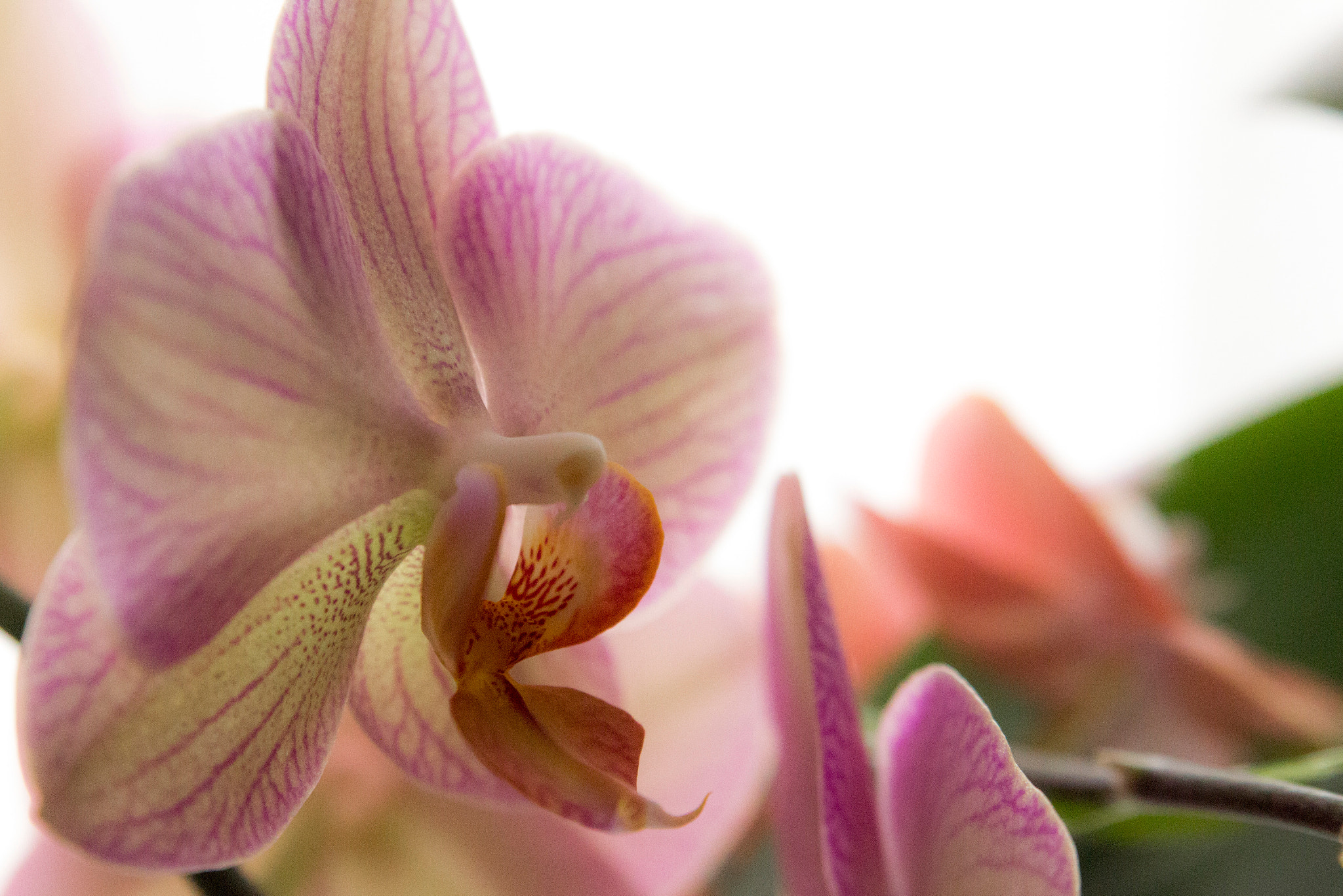 Canon EOS 650D (EOS Rebel T4i / EOS Kiss X6i) sample photo. Orchid photography