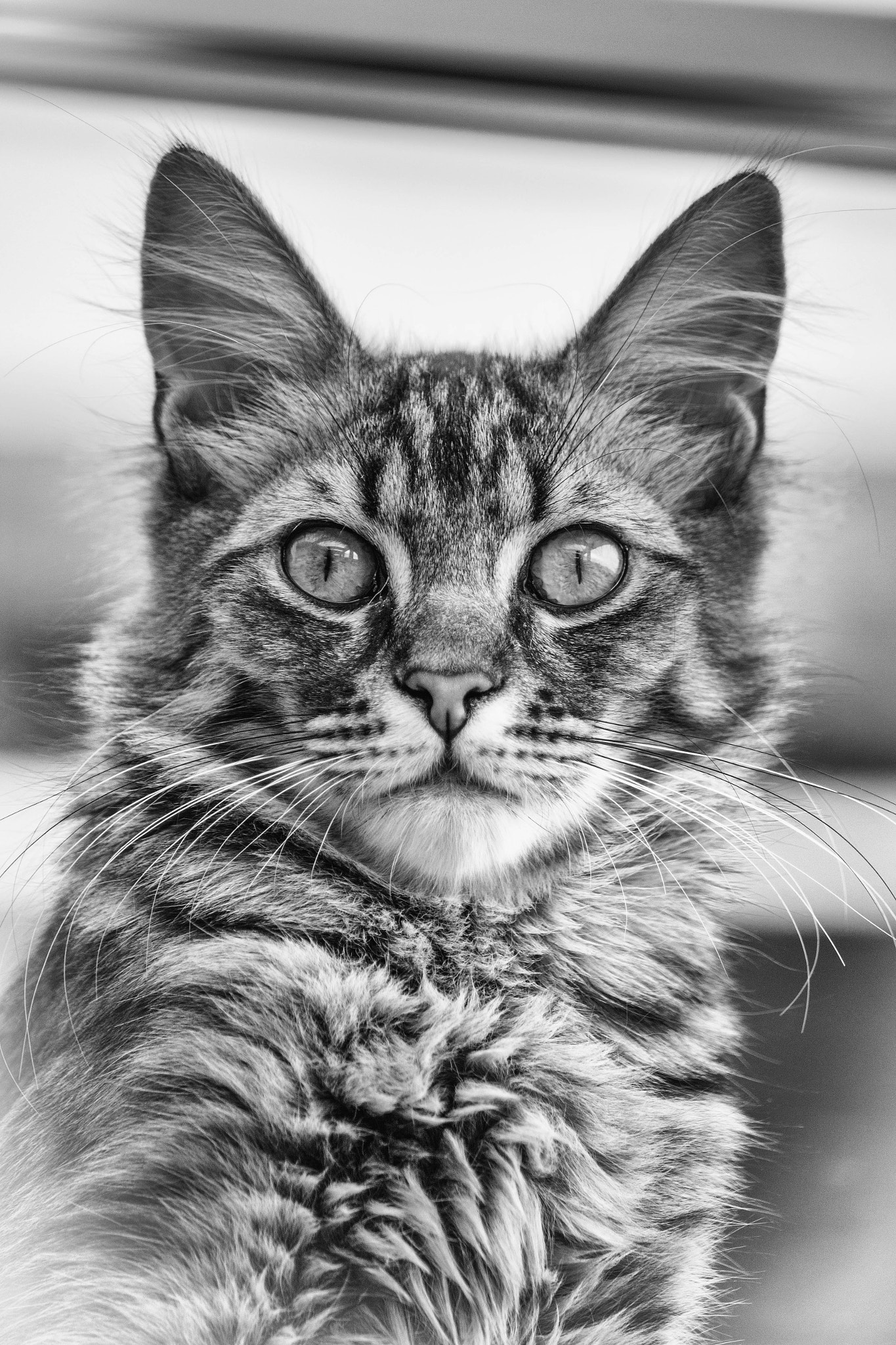 Canon EF-S 55-250mm F4-5.6 IS STM sample photo. Cat photography