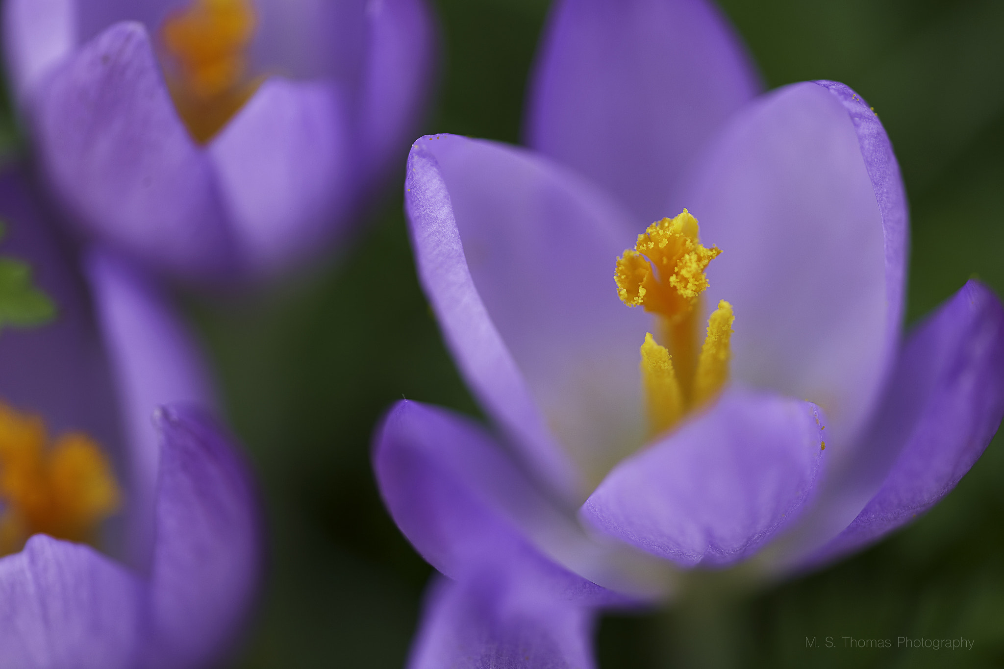 Canon EF 180mm F3.5L Macro USM sample photo. Crocuses - deep purple photography