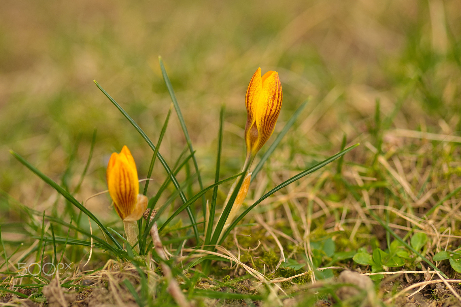 Fujifilm X-T1 sample photo. Yellow krokus photography