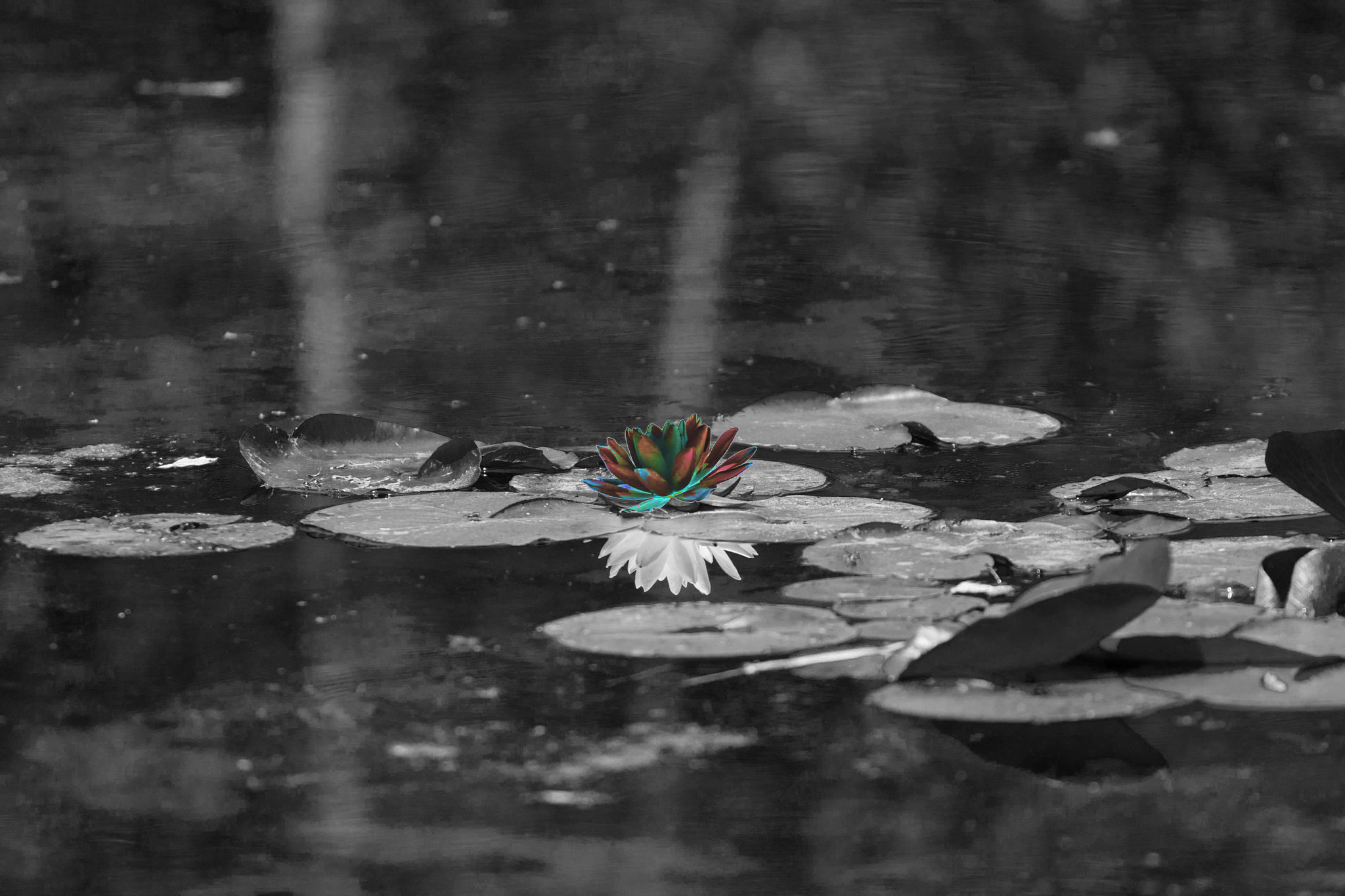 Canon EOS-1D Mark III sample photo. Water lilly photography