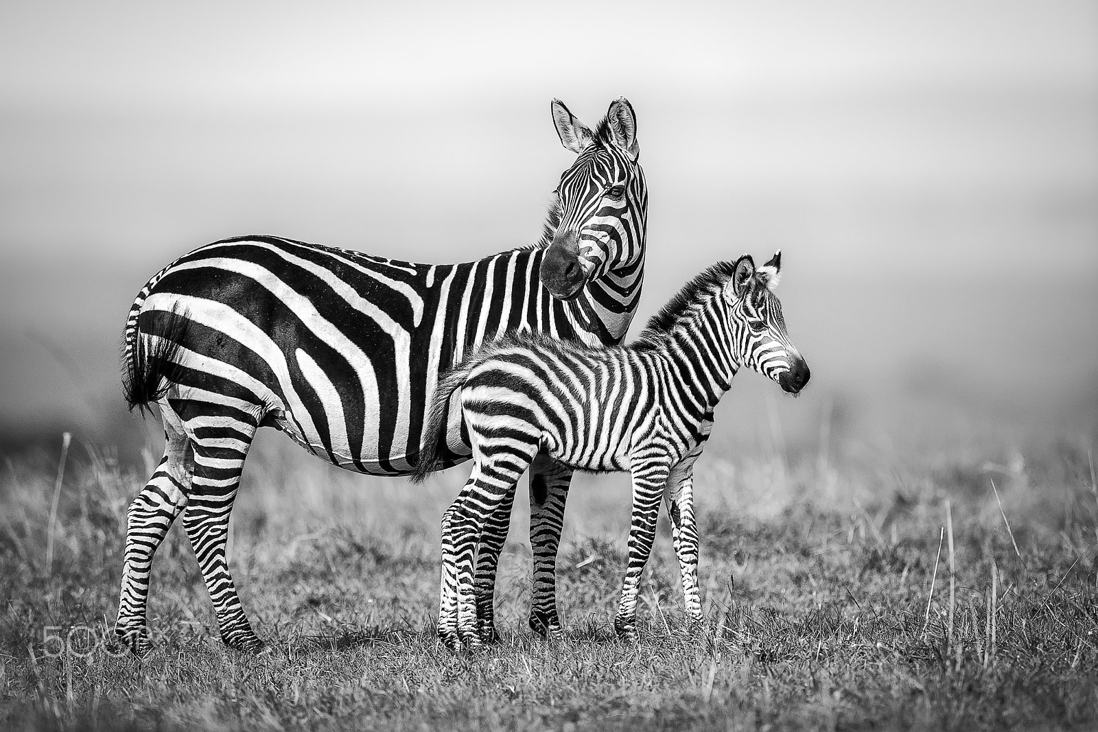 Canon EOS-1D X Mark II + Canon EF 400mm F2.8L IS II USM sample photo. Zebra photography