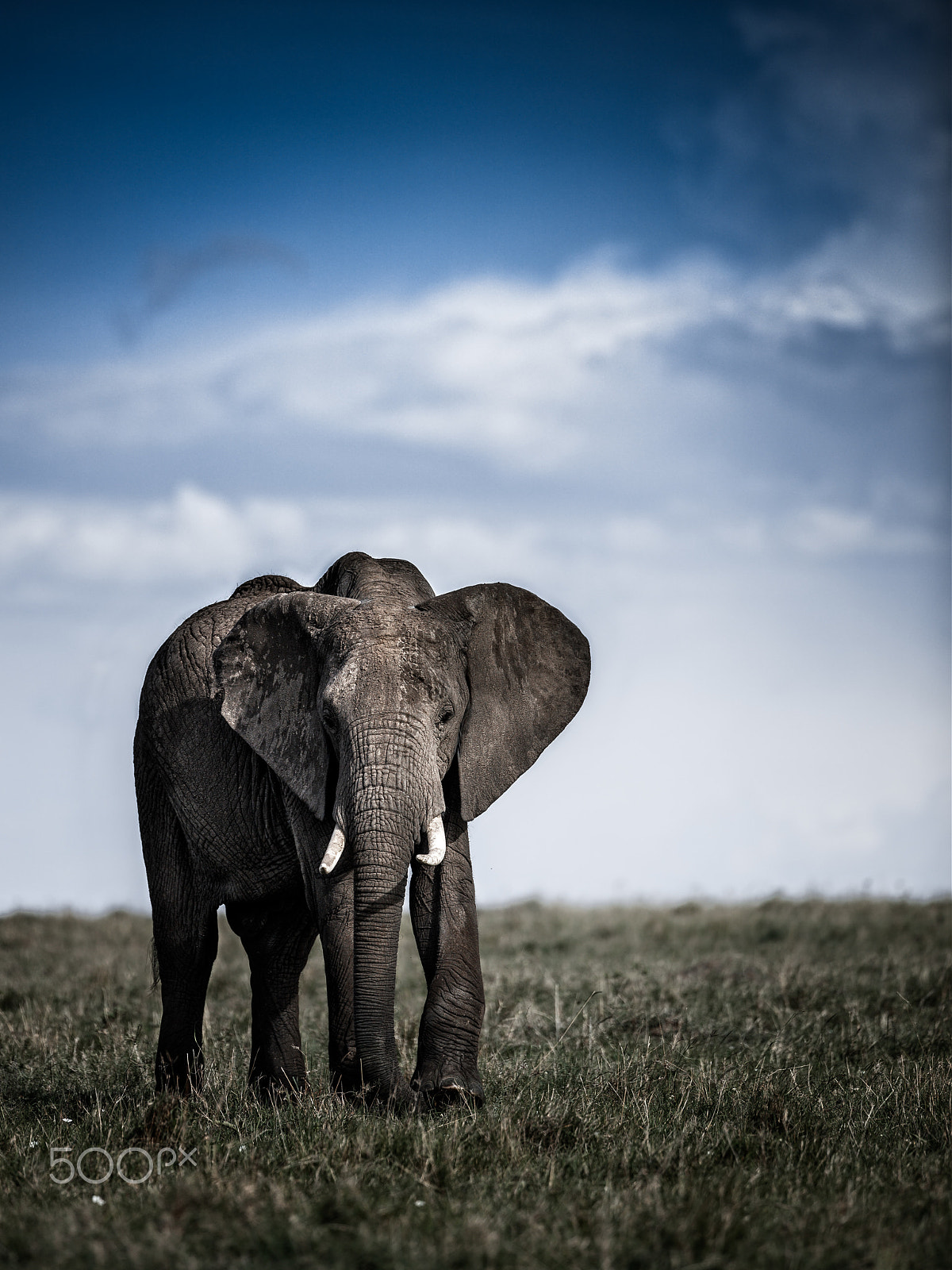 Canon EOS 5DS R + Canon EF 200-400mm F4L IS USM Extender 1.4x sample photo. Elephant photography